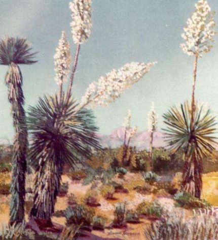 Yucca in Bloom 001 - An Oil Painting by Grace Leonard