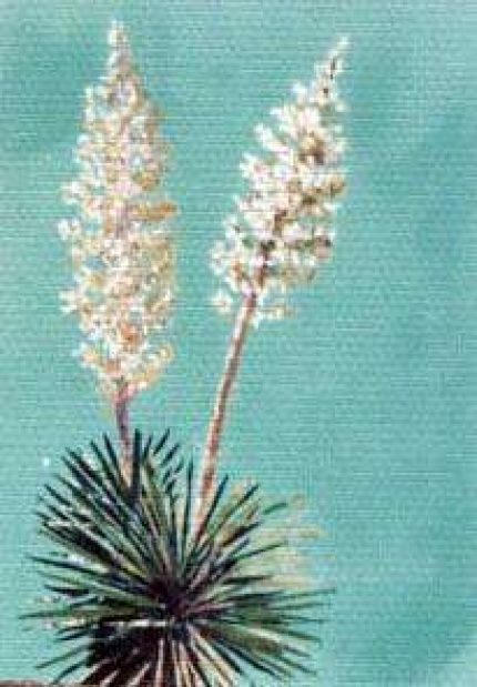 Yucca in Bloom 002 - A Cloth Collage by Grace Leonard